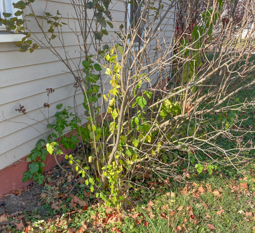 Lilac bush after other shrubs removed